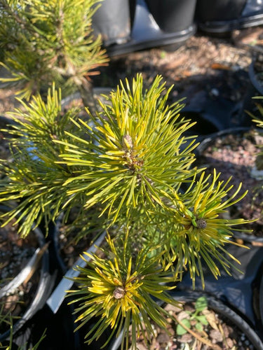 Pinus mugo 'Sunshine' - Maple Ridge Nursery